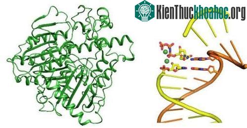 Những polymerase bất thường này được gọi là polymerase theta.