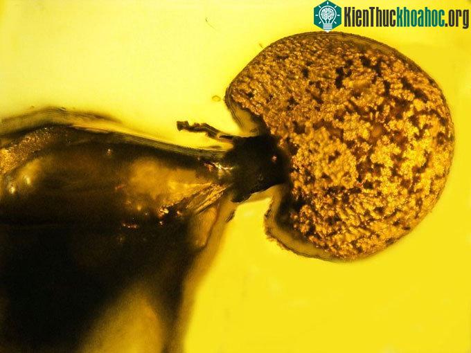 Cận cảnh nấm ký sinh mọc ra từ phía sau kiến thợ mộc.