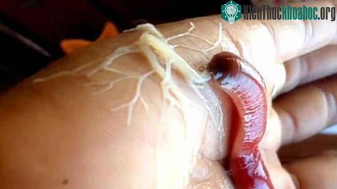 Khi đói, sâu Nemertea có thể ăn bất cứ thứ gì mà chúng nhìn thấy.