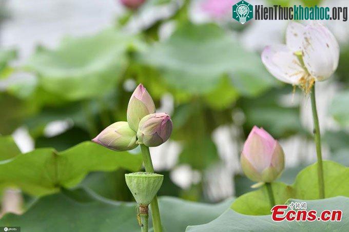 Hiện tượng hiếm thấy trong tự nhiên: Ba búp sen trên cùng một cuống ảnh 1