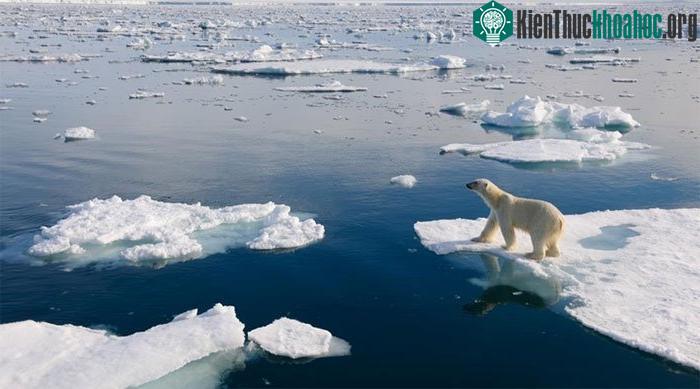 Gấu Bắc Cực có thể bị nhiễm độc hoá học như thuốc trừ sâu thông qua con mồi của chúng
