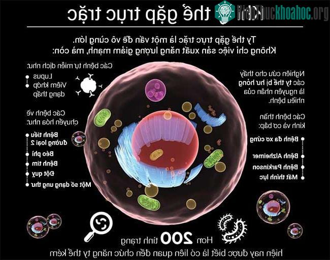 Tìm hiểu ty thể - "nhà máy phát điện" siêu xịn sò của cơ thể ảnh 1