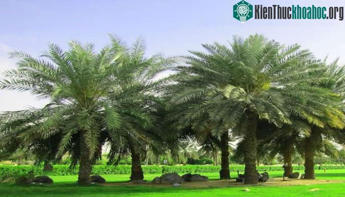 Rễ cọ thường ngắn, trải dài ở lớp trên cùng của đất