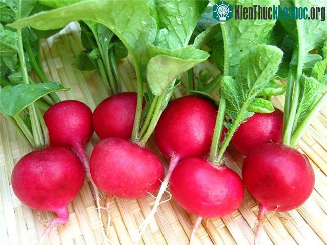 Củ cải đỏ