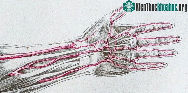 Đây là động mạch chính cung cấp máu cho cẳng tay và bàn tay trong giai đoạn phát triển ban đầu.