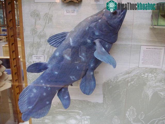 Cận cảnh mẫu cá vây tay Coelacanth tại tại Viện bảo tàng lịch sử tự nhiên thuộc Đại học Oxford.