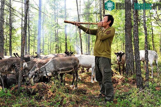 Hunter Suobin sử dụng "còi" tuần lộc để triệu hồi tuần lộc hoang dã
