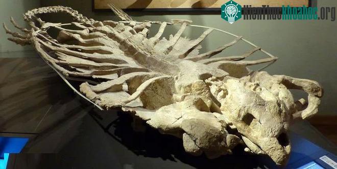 Archelon là loài rùa biển lớn nhất từng được biết đến.
