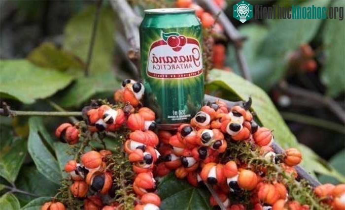 Guaraná là thành phần không thể thiếu trong nước ngọt có ga Brazil.