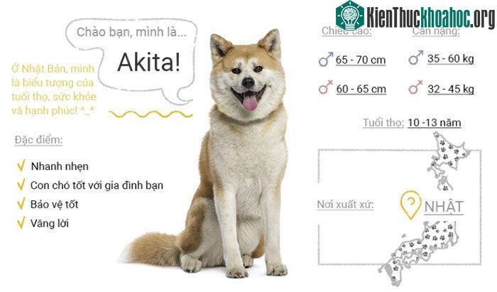 Chó Akita