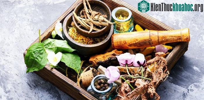 Trong lịch sử, phần lớn thuốc của con người đều bắt nguồn từ thực vật.