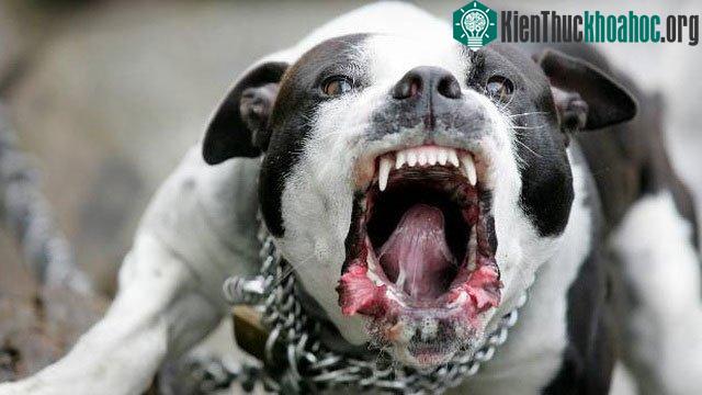 Lực cắn của chó Pitbull gấp khoảng 2,5 lần con người