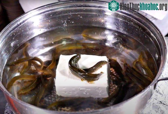 Cách chế biến món đậu phụ cá chạch khiến thực khách rùng mình
