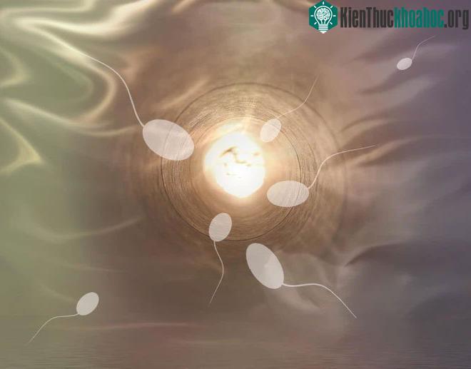 Tinh trùng có thể ảnh hưởng đến phản ứng miễn dịch đó của phụ nữ trong quá trình sinh sản.