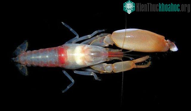Tôm súng lục bắn đạn tạo ra nhiệt lớn hơn cả dung nham của núi lửa.