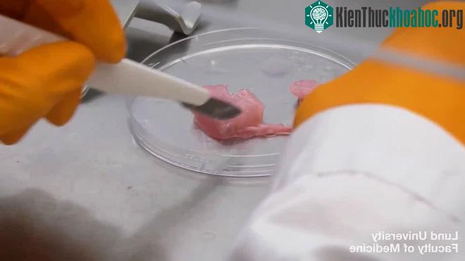 Quá trình in mô sống cũng giống với việc in 3D ra vật thể thông thường.