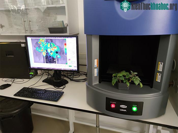 Nhà khoa học tiến hành phân tích cây khoa tây trong phòng thí nghiệm.