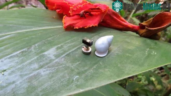 Hệ thống máy tính siêu nhỏ có kích cỡ nhỏ hơn cả vỏ ốc sên.