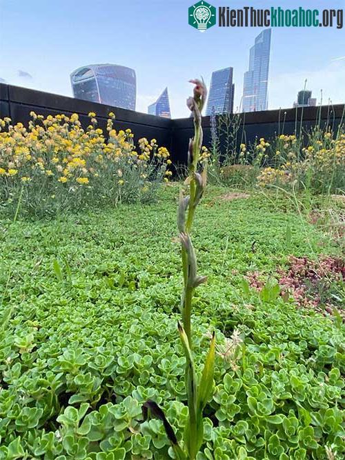 Hạt giống của Serapias parviflora rất nhỏ và dễ bay trong gió