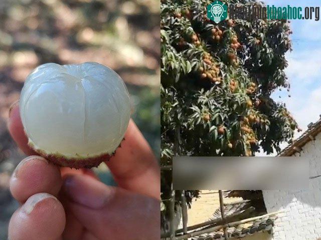 Quả vải thiên niên kỷ có vị ngọt, thơm và giòn hơn hẳn vải thông thường.