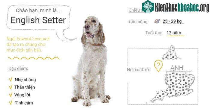 Chó English Setter