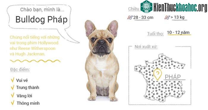 Chó Bulldog Pháp