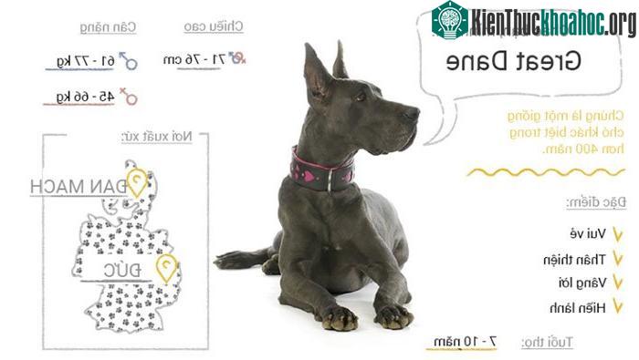 Chó Great Dane