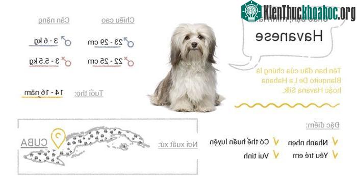 Chó Havanese