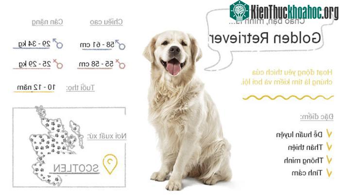 Chó Golden Retriever