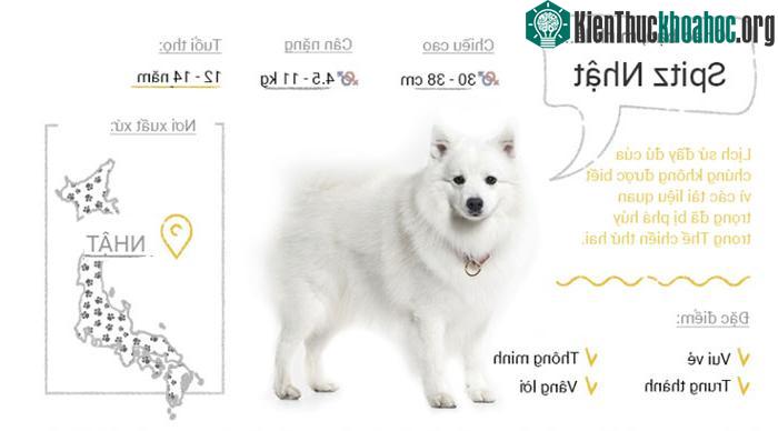 Chó Spitz Nhật