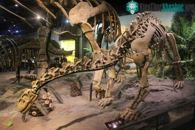 Loài khủng long Shunosaurus