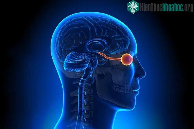 Kích thước đồng tử có tương quan nghịch với tuổi.