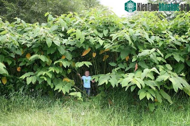 Những loài thực vật khổng lồ trên đảo Sakhalin