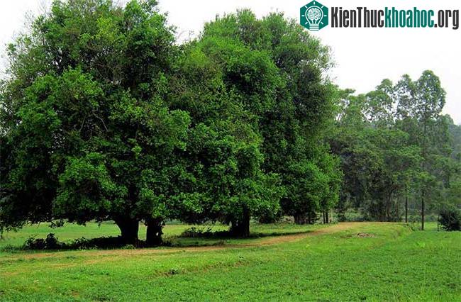 Rặng duối 18 cây khoảng 1000 năm tuổi