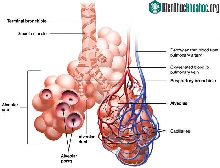 Các phế nang của phổi