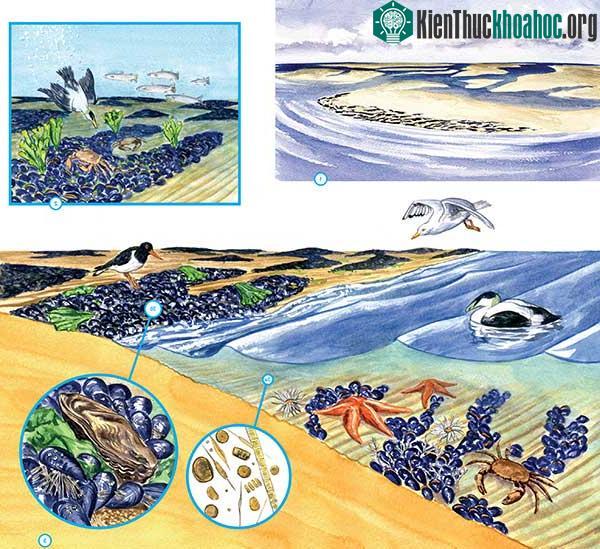 Động thực vật trên bề mặt và bên dưới thềm lục địa của biển Wadden.