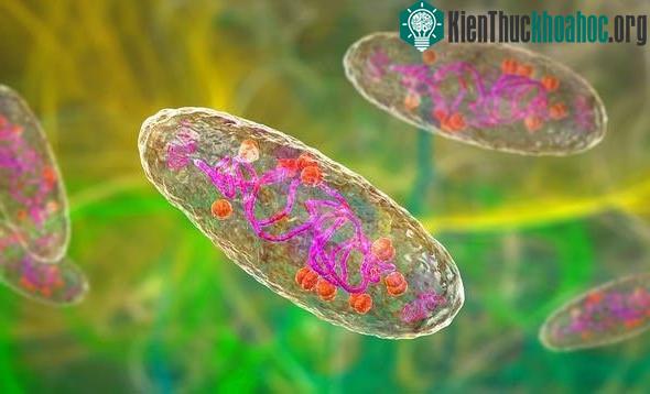Yersinia pestis là nhân tố chính gây ra "Cái chết Đen" trong Thời Trung Cổ.