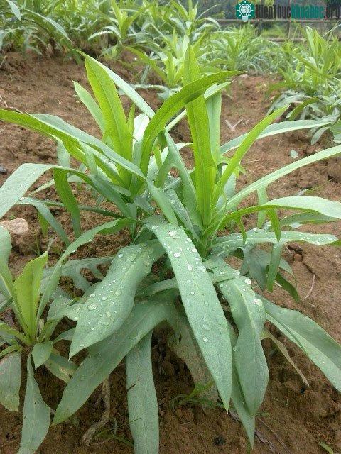 Cây bồ công anh