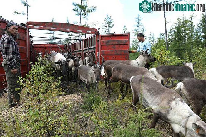 Gegejun chuyển tuần lộc của mình đến vùng nội địa.