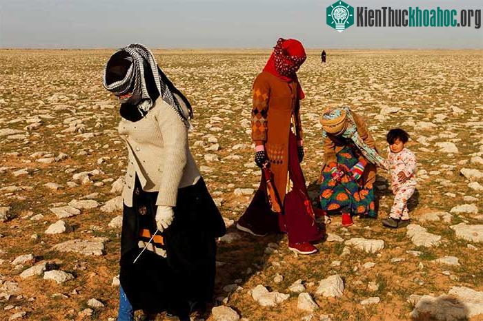 Giá nấm truffle trên sa mạc Iraq rẻ hơn rất nhiều so với châu Âu.