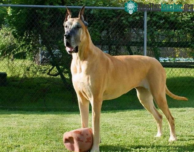 Chó Great Dane
