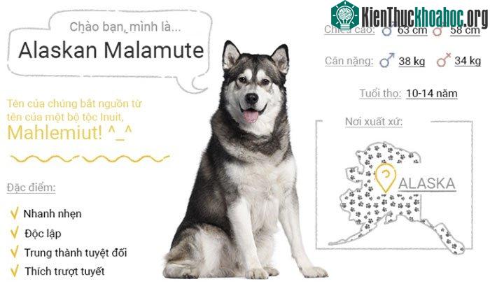 Chó Alaskan malamute