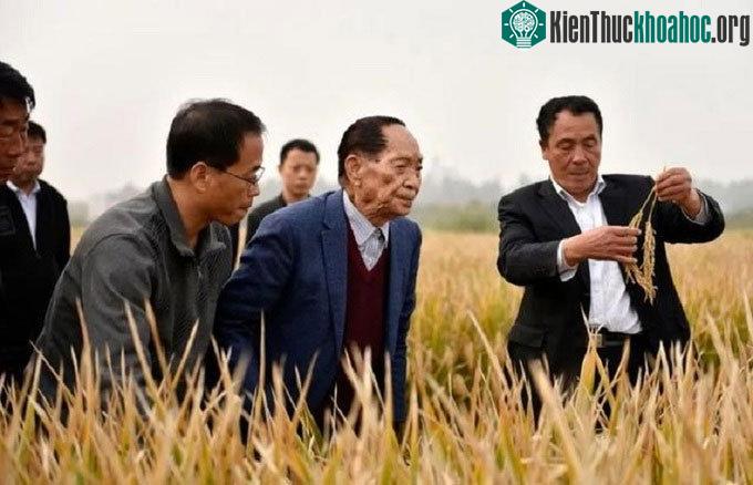 Ông Viên Long Bình (áo xanh) cùng nhóm nghiên cứu khảo sát năm 2017.