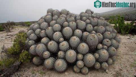 Chile không cho phép xuất khẩu xương rồng nên chúng là mục tiêu của những tay săn trộm.
