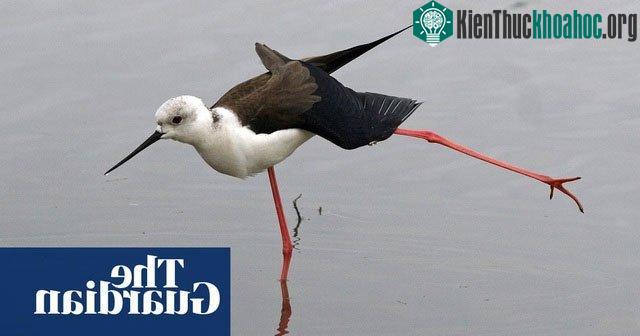 Cà kheo cánh đen thích sống ở đầm lầy, bãi bồi và rìa nông của sông hồ.