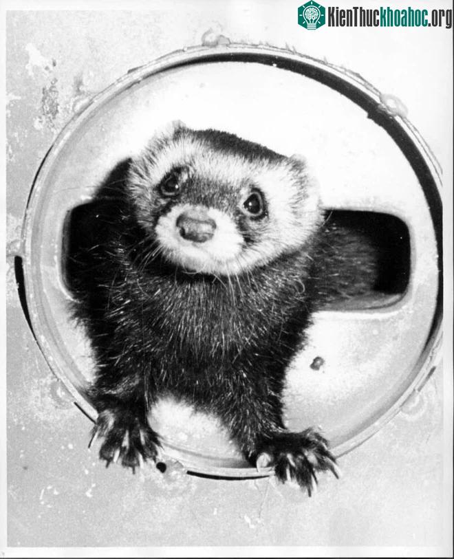Ngành khoa học vật lý hạt Mỹ cảm ơn những cống hiến của cô chồn sương giúp vệ sinh máy gia tốc ảnh 2