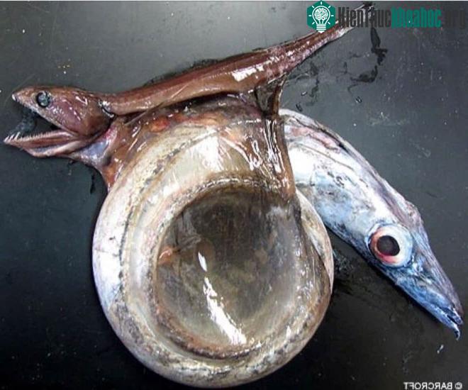 Black Swallower có thể giết chết đối thủ to gấp 2 lần bản thân chúng.