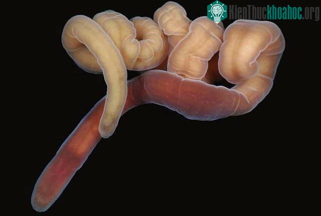 Lineus sanguineus.