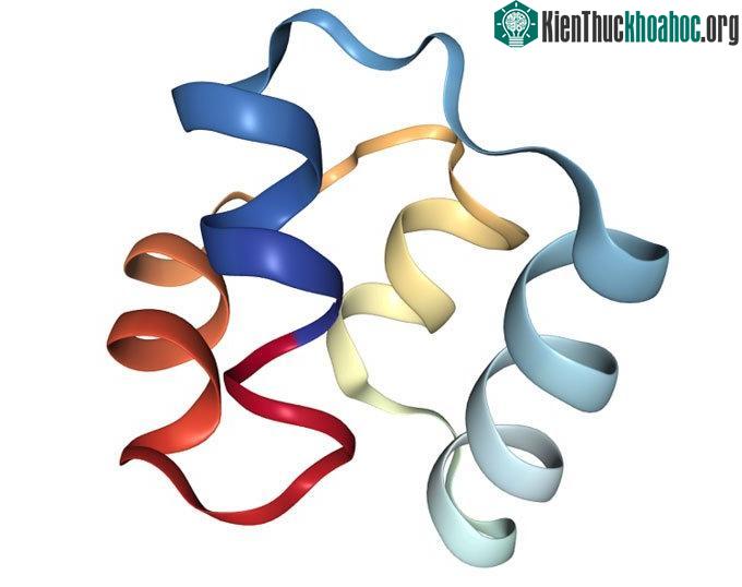 Cấu trúc protein của hợp chất này bền, khó bị phá vỡ.