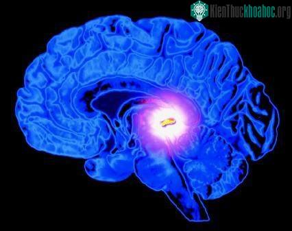 Thể tùng quả được cho là có chứa DMT.